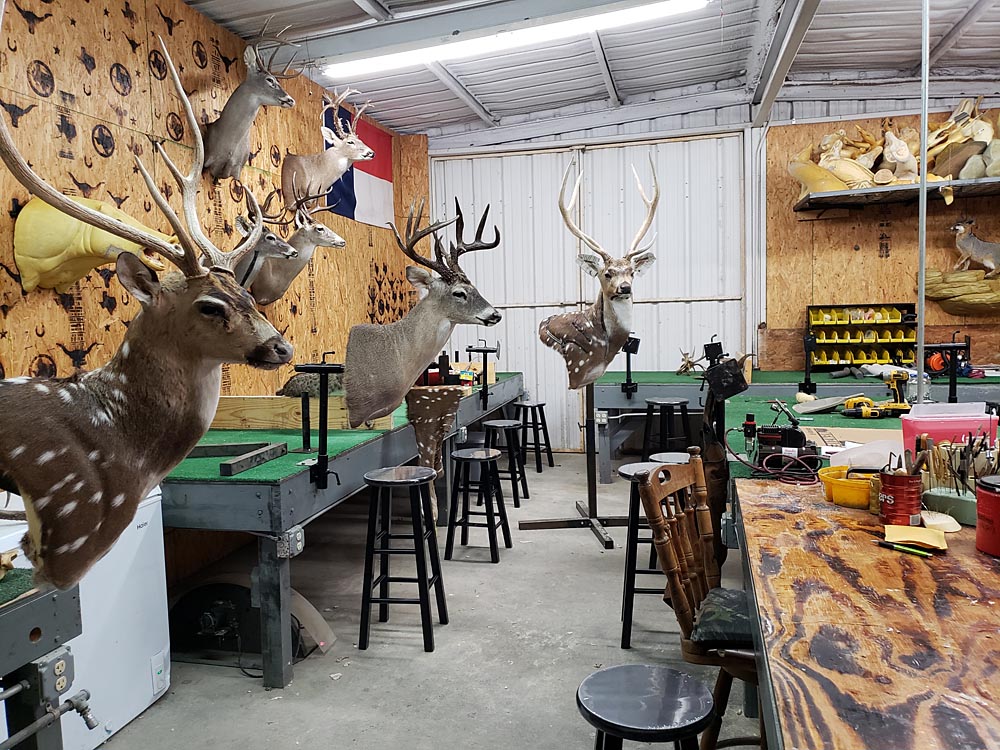 shop2-med • Lone Star State School of Taxidermy